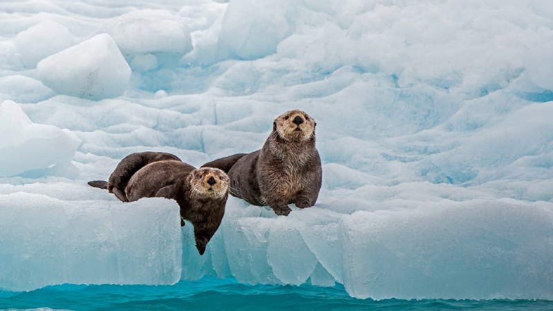 Otterly coolSea otters, Prince William Sound, Alaska (© Gerald Corsi/Getty Images)