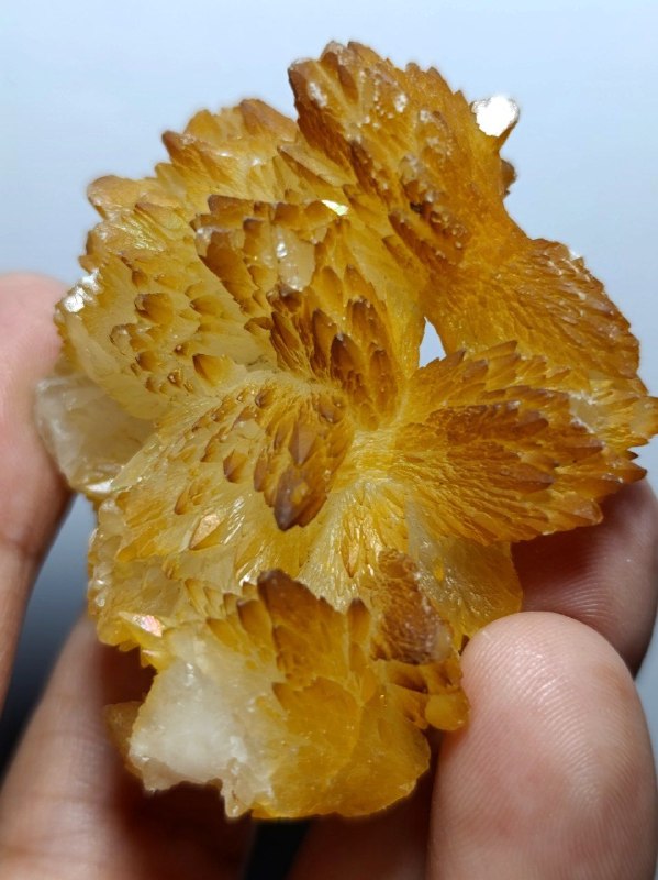 گالری سنگها و کانیهای راد: C2524راف زیبایی از کلسیت اسکالنوئدر هماتوئیدی، نمونه ای با گلبرگهای بسیار زیبا و خوشرنگ😍😍😍😍😍😍ابعاد 5*3 سانت قیمت پیوی 🌹🌹