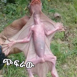😂መበጥረቂያ እና መበሻሸቂያ ግሩፕ😂
