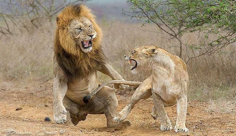 آروووم بیا !😅: شیر ها توی دوران جفت گیری طی ۳ تا ۵ روز بین ۵۰ الی ۲۰۰ بار سکس میکننیعنی هر ۱۵ تا ۳۰ دقیقه یه بار✊ @arom_bezan_rosh1 🍿
