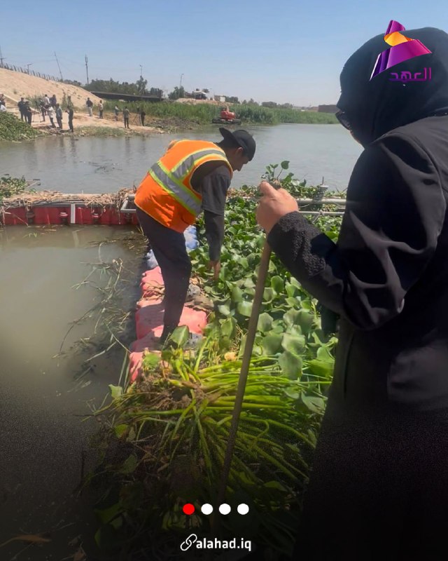 סגנית השרה לאיכות הסביבה השתתפה בקמפיין נגד פרח הנילוס