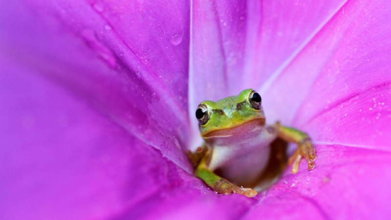 Hopping into AprilJapanese tree frog in a pink morning glory (© Tetsuya Tanooka/Getty Images)