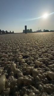 Methane gas trapped in manure foam ignites instantly when sparked.Science and facts💡