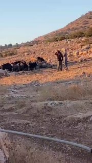 مستوطنون يرعون مواشيهم قرب منازل أهالي تجمع يرزا