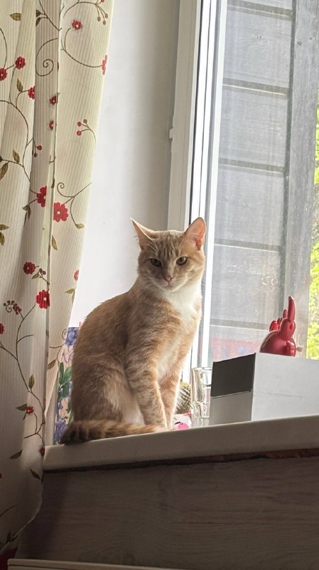 Персик растет, и уже почти взрослый котик. — фото 3 из 3
