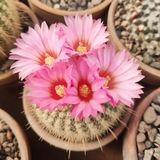 ژمینوکاکتوس 🌵