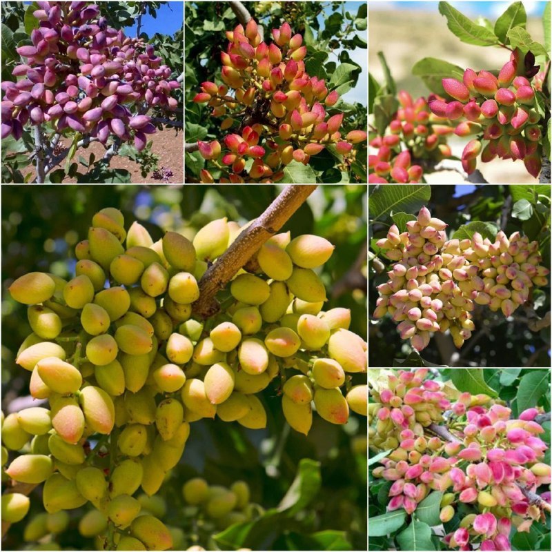 🌱 Forosh.nahal 🌱: 🌱 #نهال_پسته کشت بافت (وارداتی).🌱 سن : 2_4 ساله.🌱 بدون نیاز به پیوند.🌱 رقم های متفاوت.🌱 مقاوم به سرما و گرما.🌱 قابل کشت