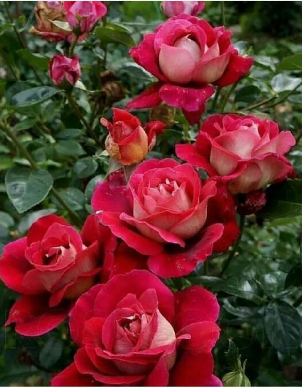 🌼 مهـــ❤️ـــربانی ها 🌼: زندگـی🌺قانون باورها🌺 و لياقتهاست🌺 دوست خوبم🌺 هميشه باور🌺 داشته باش🌺لایق بهترين هایی🌺🌱🌺🍃🌺🍃🌺🌱👉 @Mehrabani_ha