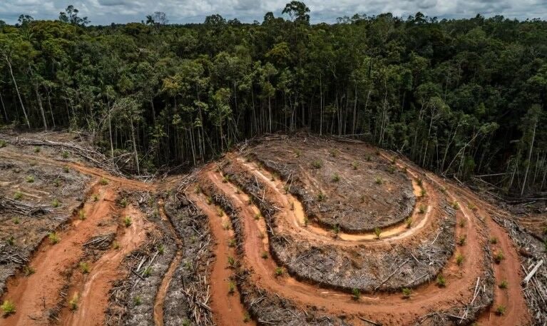 FAO warns of the end of the opportunity to restore forests
