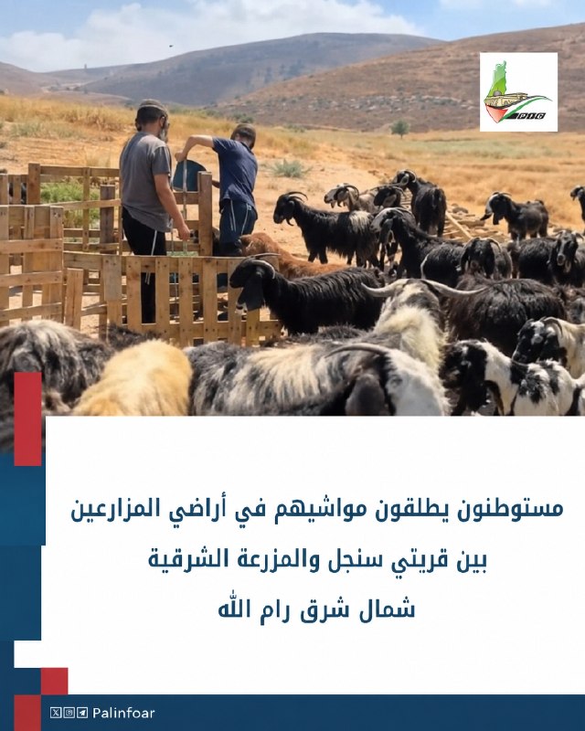 مستوطنون يطلقون مواشيهم في أراضي المزارعين بين سنجل والمزرعة الشرقية