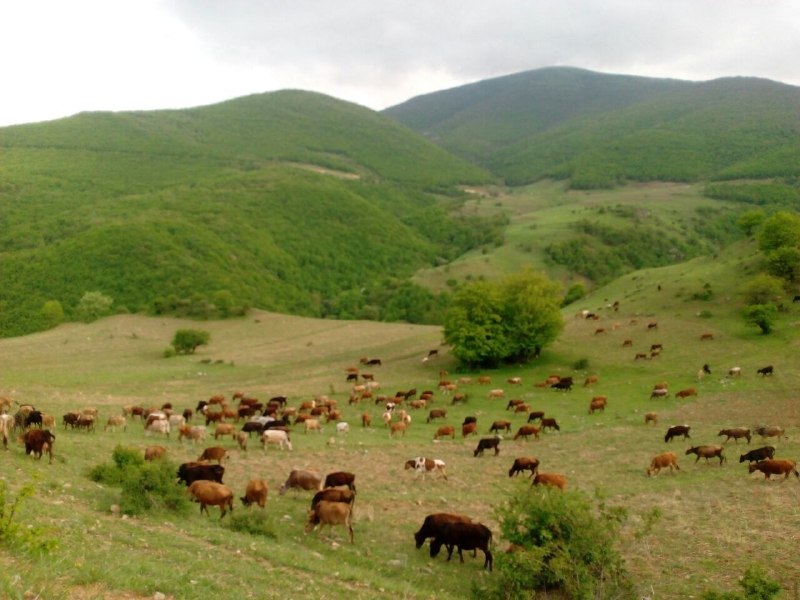 خرم آبادی ها: 🔸چرای دام سنگین در طبیعت زیبای روستای اسکو شهرستان #کلیبر#ایــــران_زیبا❤️کانال خرم آبادی ها👇👇🍂🍁🍂@khoramabadiha_channel