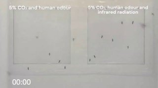 五天前新上线的Nature：蚊子吸你的三大理由 之 呼出的二氧化碳，散发的体味，和辐射出去的红外线。这件事情告诉我们，想要防蚊：勤洗澡，穿个衣服，别太热（热也最好被衣服遮住，别露个脚脖子在外面诱惑蚊子）。