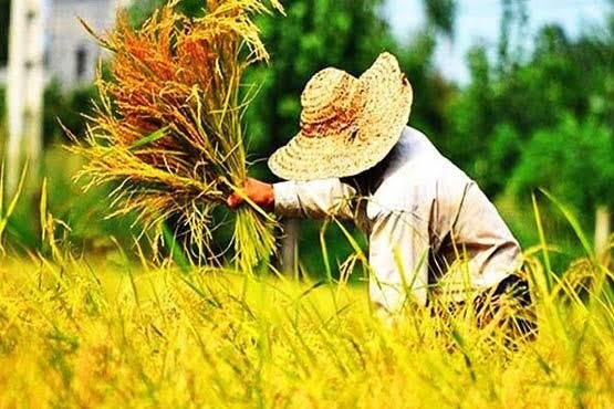خبرگزاری صداوسیما-گیلان🇮🇷: 🔷توصیه جهاد کشاورزی گیلان به شالیکاران برای شتاب دادن به برداشت برنج🔶جهاد کشاورزی گیلان با توجه به شرایط مناسب جوی، از ش