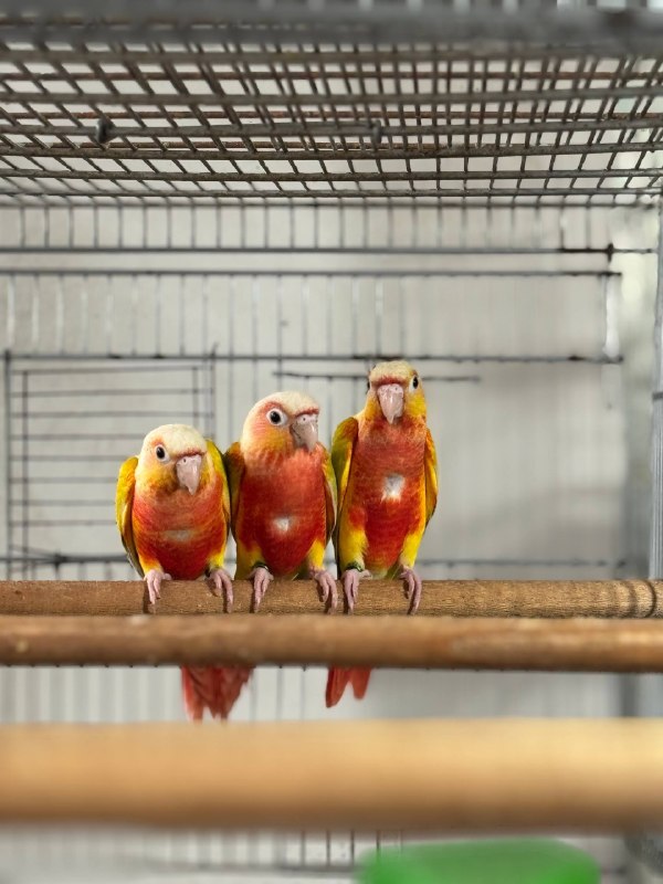 Parsa Parrot: ۶ عدد ردچیک موجوده یکجا آماده تقدیم تست رفتن جوابش نیومده هنوز🆔 @persianamir☎️ ۰۹۳۵۳۷۳۵۹۰۶کانال ما 👇@joinparsatoot