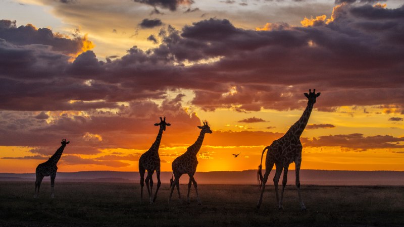 Where shadows stretch tallGiraffes at sunset in the Masai Mara National Reserve, Kenya (© danm/Getty Images)