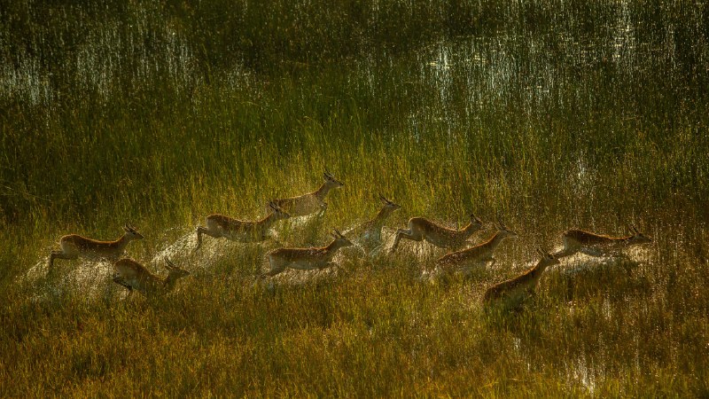 Wanderers of the wetlandsRed lechwe herd crossing marshy plain of Okavango Delta, Botswana (© Ibrahim Suha Derbent/Getty Images)
