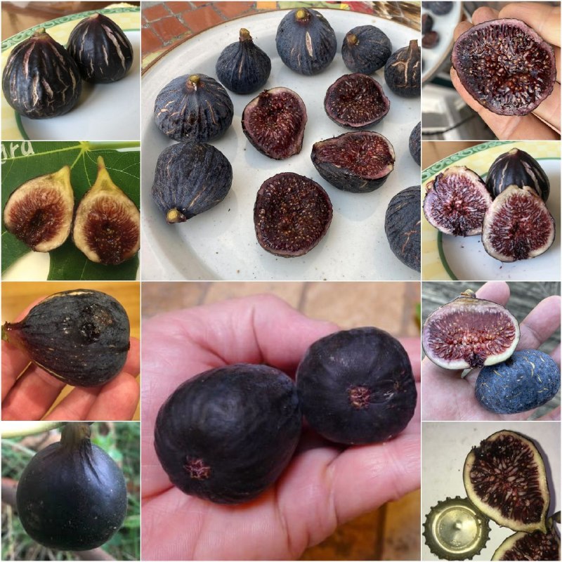 🌱 Forosh.nahal 🌱: 🌱 نهال #انجیر_سیاه_گالیسیا.(وارداتی).🌱 وارداتی 1 ،2، 3 ساله.🌱 نژاد بسیار #خاص_و_کمیاب🌱 بالغ و ثمری.(باردهی در اولین فصل)