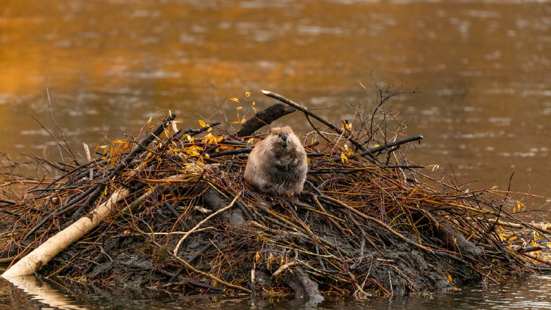 Hello, Mr. Beaver!North American beaver, Moran, Wyoming (© Enrique Aguirre Aves/Getty Images)