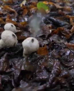 Raindrops make puffball mushrooms “smoke” by releasing millions of spores into the air.Did you know? 🎓