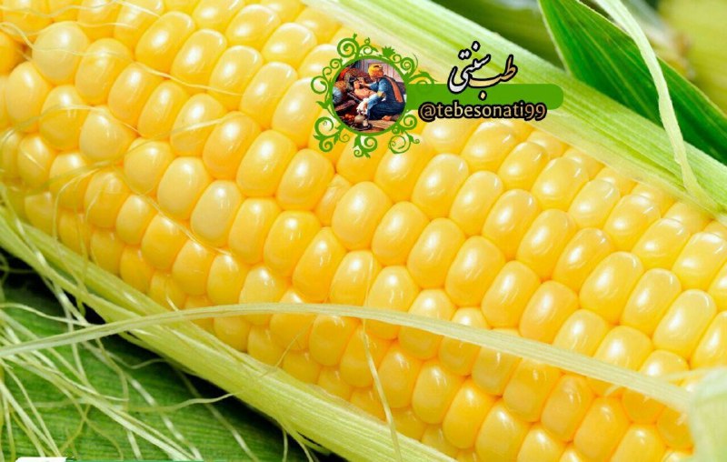 🍏طب سنتی🍏: ذرت اگر بخارپز شود منبع آهن است 🌽 همچنین از کمخونی که عامل آن کمبود ویتامین است پیشگیری میکند و اما دود زغال که موقع درس