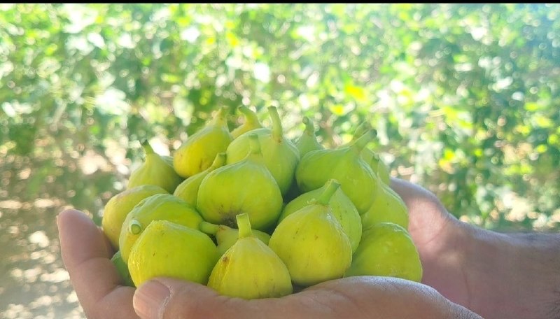 کاشمروحومه kashmar@: ⭕️⭕️ بردسکن؛ رتبه نخست تولید انجیر خراسان رضوی👤 مهدی مسروری، مدیر جهاد کشاورزی بردسکن:🔸 امسال ۶۰۰ تن انجیر از ۲۱۰ هکتار
