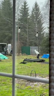 Вчера к нам приезжали гости со сваями Тася с Меги охраняли наш дом, как могли. Потом сообразили, что эти люди не уйдут и Меги пристально за ними на... - изображение 2 - нам, меги, наш