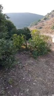 מתנחלים כרתו עצי הדר בתוך חורשה בוואדי קנא, ממערב לעיירה דרסטיה, צפונית מערבית לסלפית.