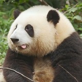 hua hua & fu bao daily !
