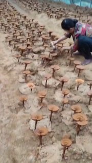 People collect reishi mushroom spore powder because these microscopic cells contain the highest concentration of the mushroom's active medicinal compounds.