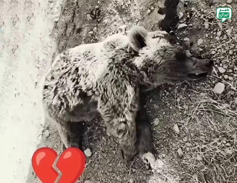 خبر اصفهان: خرس معروف تبریز که با کوهنوردای کوه سبلان هم سفره میشد و باهاشون غذا میخوردجنازش امروز پیدا شد که توسط چند شکارچی کشته ش