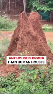 10 tons of cement,one abandoned ant colony, and weeks of digging revealed a mind blowing underground world.Did you know? 🎓