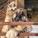 «Того», приют для животных
