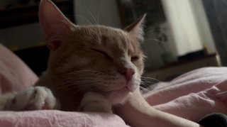 Доброе утречко с рыжим солнышком 🌞