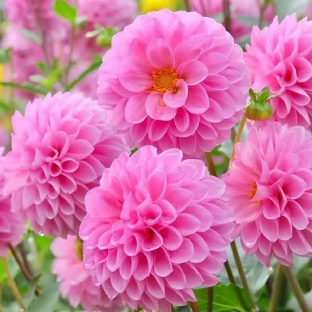 آیت الله بهجت: ✨🌼 هیچ وقت دل این دو نفر رو نشکن :❁ پدر ❁ مادر🌼 هیچ وقت این دو تا کلمه رو نگو : ❁ نمیتونم ❁ بد شانسم🌼 هیچ وقت این دو تا 