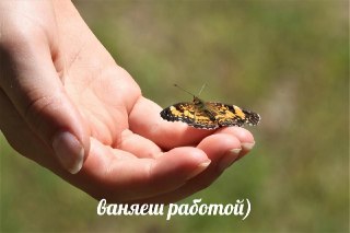 Ученые обнаружили обоняние у крыльев бабочки: https://lentach.media/bxhAF