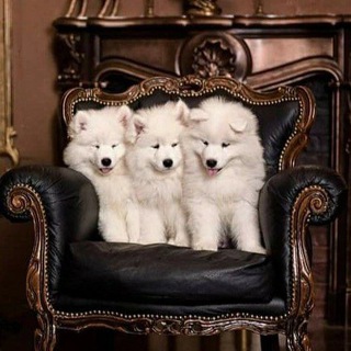 Samoyeds_puppies,adults dogs for sale from Russia 🐻‍❄️🐻‍❄️🐻‍❄️ Telegram Group Link