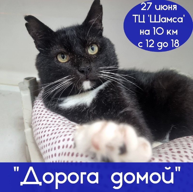 Ищете друга, который будет встречать вас дома,...
