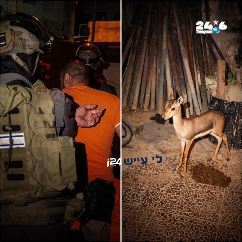 🇮🇱 עופר צבי שהוחזק בבית בניגוד לחוק חולץ; חשוד עוכב לחקירה. כוחות מג״ב ופקחי רשות הטבע והגנים איתרו בבית…