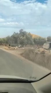 Settlers steal olives from Palestinian lands west of al-Mujir village, northeast of Ramallah.