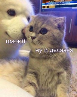 Сегодня празднуется Всемирный день поцелуев! Чмокните там кого-нибудь. Девушку, парня, маму… (кота в конце концов)