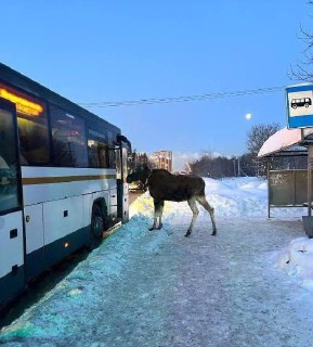 В Подмосковье лоси выходят к населенным пунктам. Одна из лосих пыталась зайти в автобус, сообщают местные жители.Позже в нацпарке «Лосиный остров» сообщили, что это была их подопечная Лукерья. Она живёт в Алексеевском лесопарке и нередко пытается выбраться