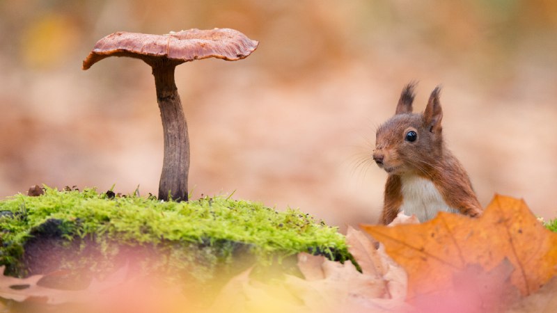 Feeling squirrely?Eurasian red squirrel (© Edwin Giesbers/Minden Pictures)