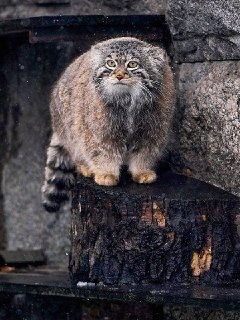 Грустные новости: манул Тимофей из Московского зоопарка рискует остаться холостым после разжировкиКак пишет РИА Новости, зооботанический парк Хигасияма города Нагоя в Японии не сможет отдать невесту для закончившего разжировку манула Тимофея в Москву. Зооп