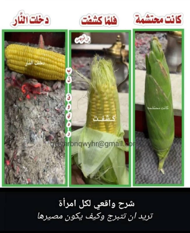 A Sweetcorn's Journey