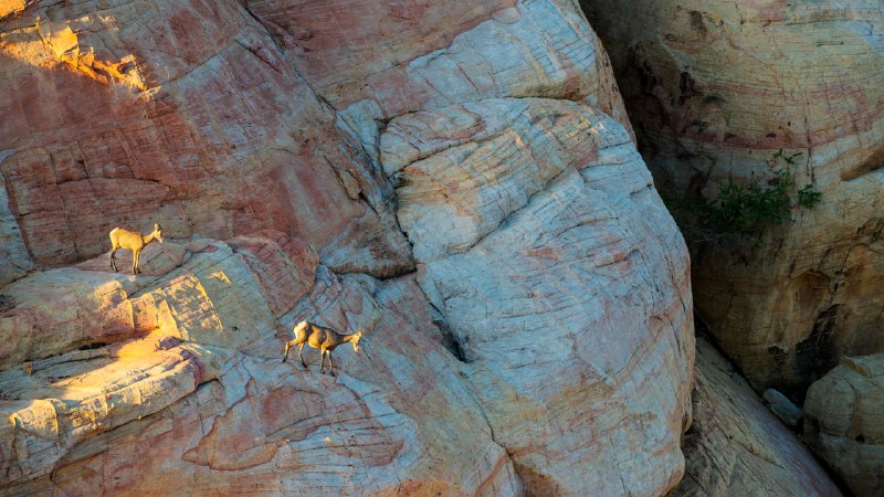 Rocky relationshipDesert bighorn sheep in Valley of Fire State Park, Nevada (© Rachid Dahnoun/Cavan Images)