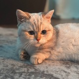 арти флипает