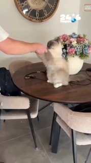 🇮🇱 You haven't seen this yet: a "" man dancing with his cat! In our corner "Runs on the Internet" in the program "First thing" - the amusing and surprising documentation of a man in an unusual dance with his cat. To watch all the episodes of the program News: Shabbat Square News.