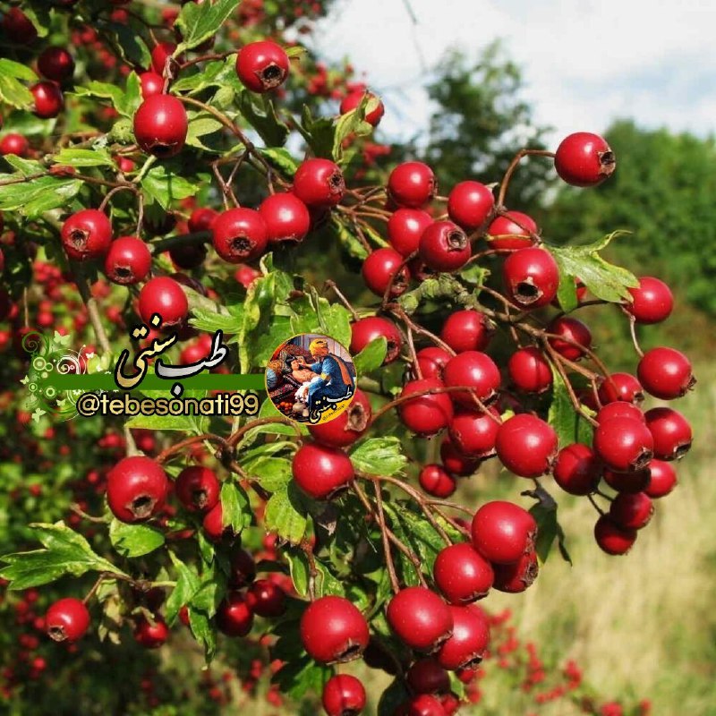 🍏طب سنتی🍏: خواص زالزالک برای سلامتی▫️ ضد التهاب▫️ درمان نارسایی قلبی▫️ جلوگیری از ریزش مو▫️ سرشار از آنتی‌اکسیدان▫️ کاهش دهنده اضطر