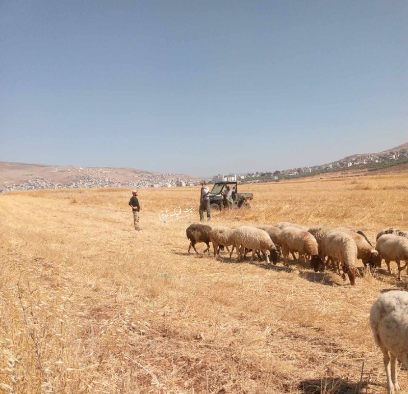 מתנחלים מנסים לגרש את האזרח, חוסיין ראסם חנני, בעת שרעה כבשים בעיירה בית פוריק, מזרחית לשכם.