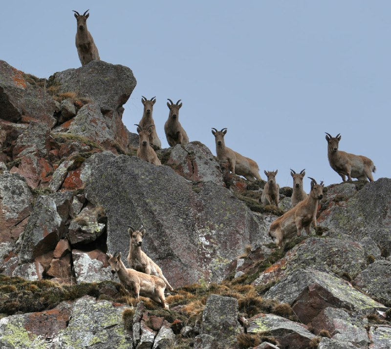 🐐 Короли грузинских гор — туры! — фото 1